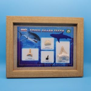 Fossil Shark Tooth Edicational Display